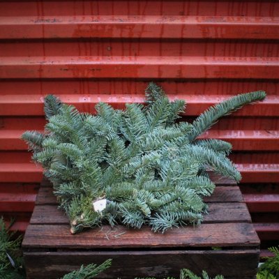 Nobilis Bunt 600-800gr