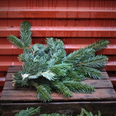 Spruce Bunt
