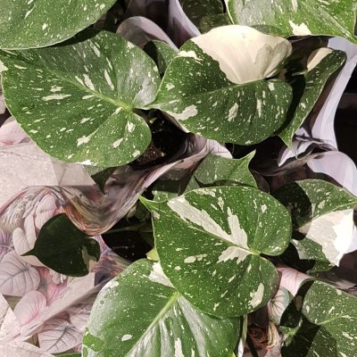 Monstera Thai Constellation