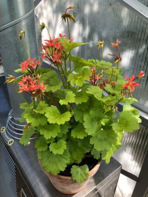 Dvärg-dekorativpelargon Baby Harry, kruka