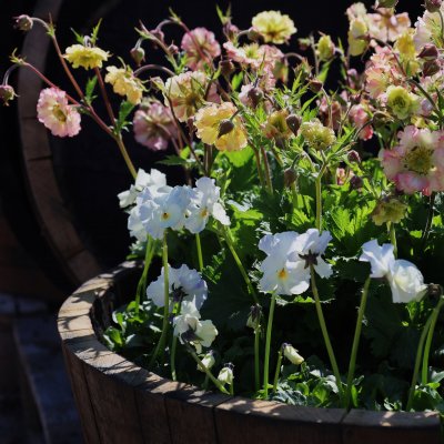 Geum hybr. Petticoats ® Peach, Trädgårdsnejlikrot, C3