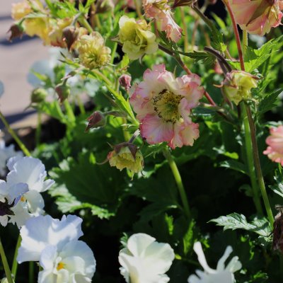 Geum hybr. Petticoats ® Peach, Trädgårdsnejlikrot, C3