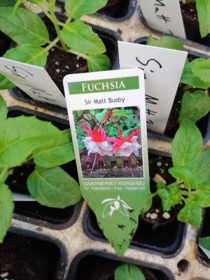 Fuchsia, pluggplanta, 'Sir Matt Busby'