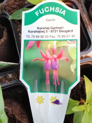 Fuchsia, pluggplanta, 'Genii'