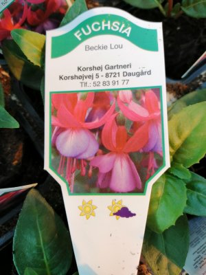 Fuchsia, pluggplanta, 'Beckie Lou'