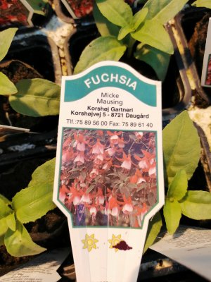 Fuchsia, pluggplanta, 'Micke Mausing'