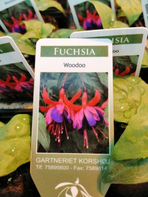 Fuchsia, pluggplanta, 'Woodoo'