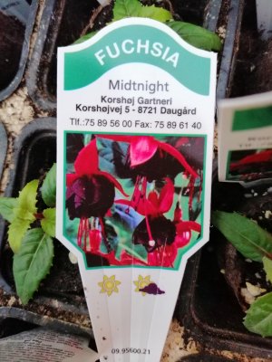 Fuchsia, pluggplanta, 'Midtnight'