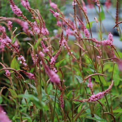 Bistorta amplexicaulis Pink Elephant, Blodormrot