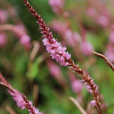 Bistorta amplexicaulis Pink Elephant, Blodormrot