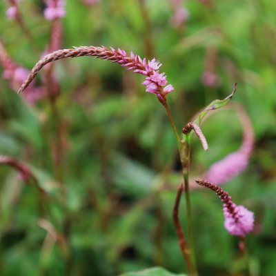 Bistorta amplexicaulis Pink Elephant, Blodormrot