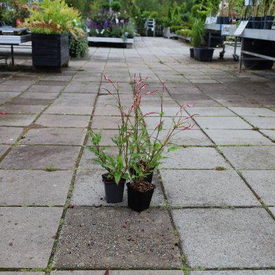 Bistorta amplexicaulis Pink Elephant, Blodormrot