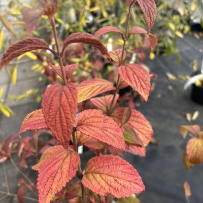 Viburnum plicatum f. tomentosum Kilimandjaro ® Sunrise ®