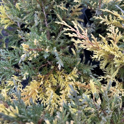 Juniperus x pfitzeriana Blue and Gold, Trädgårdsen