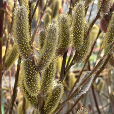 Salix chaenomeloides Mt. Aso