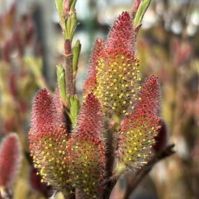 Salix chaenomeloides Mt. Aso