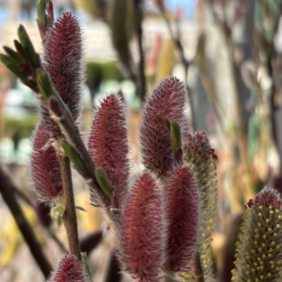 Salix chaenomeloides Mt. Aso