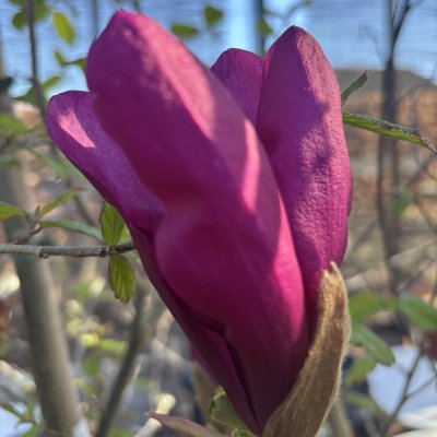 Magnolia liliiflora Susan