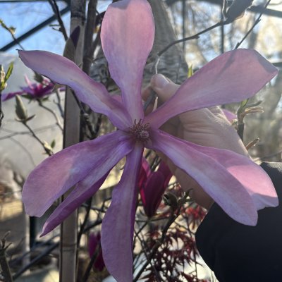 Magnolia liliiflora Susan