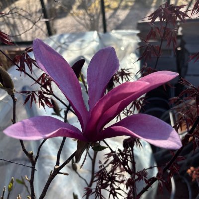 Magnolia liliiflora Susan