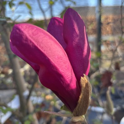 Magnolia liliiflora Susan