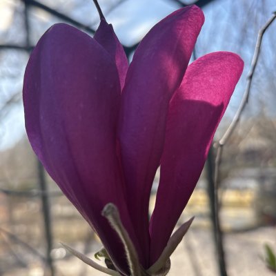 Magnolia liliiflora Susan