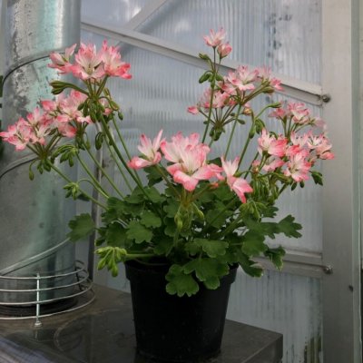 Dvärg-Stjärnpelargon Nisse, kruka