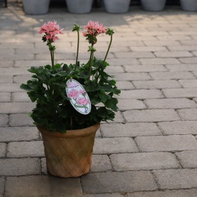 Årets Pelargon 2025 - Stjärnpelargon Summer Twist Rose