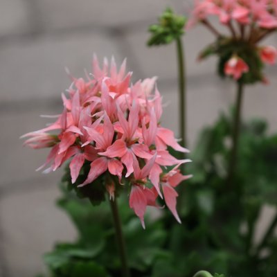 Årets Pelargon 2025 - Stjärnpelargon Summer Twist Rose