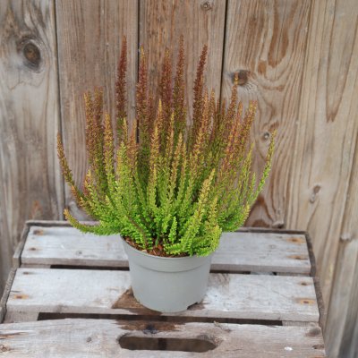 Calluna Sunset Zorina