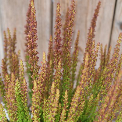 Calluna Sunset Zorina
