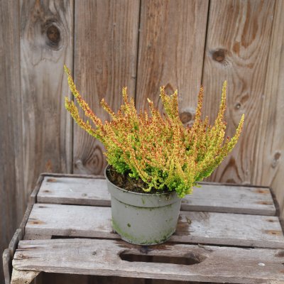 Calluna Sunset Zoe