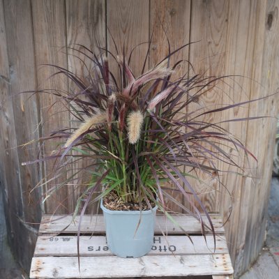 Pennisetum x advena Tiny Tails