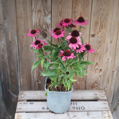 Echinacea Chunky Purple