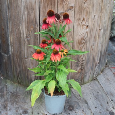 Echinacea Sensation Coral
