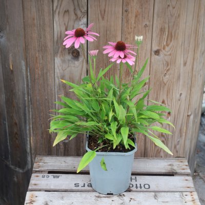 Echinacea Sensation Coral
