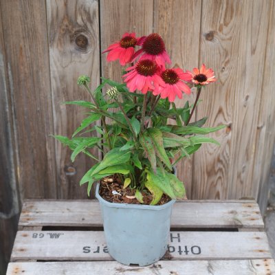 Echinacea Vintage Red