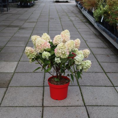 Hydrangea paniculata Bloody Marie ®