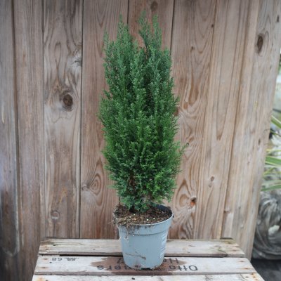 Ädelcypress - Chamaecyparis lawsoniana 'Ellwoodii'