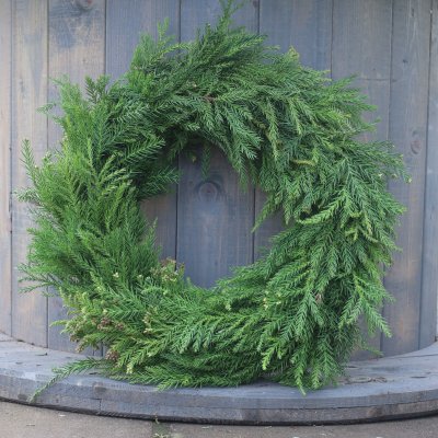 Krans Kryptomeria 35cm