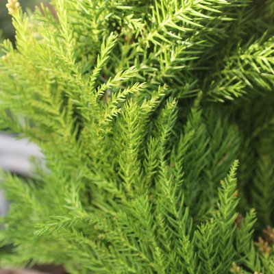 Krans Kryptomeria 35cm