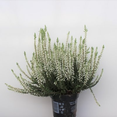 Ljung Calluna Liten Vit