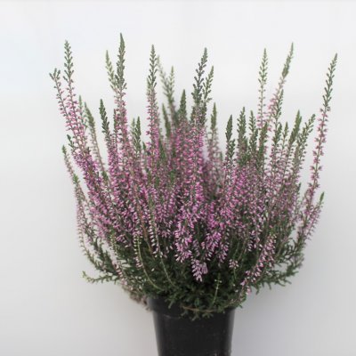 Ljung Calluna Liten Lila