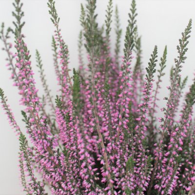 Ljung Calluna Liten Lila