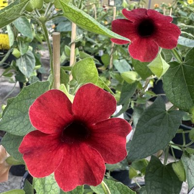 Thunbergia alata Amera Chocolate