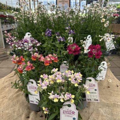 Årets sommarblomma