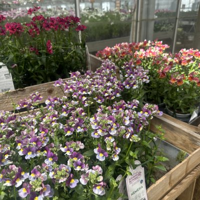 Årets sommarblomma