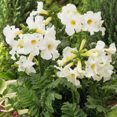 Incarvillea delavayi Snowtop, Rosenincarvillea