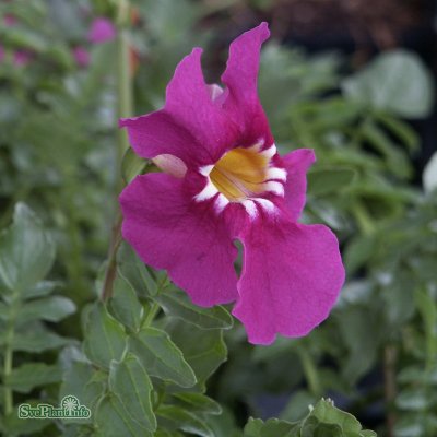 Incarvillea zhongdianensis, Incarvillea, P9cm