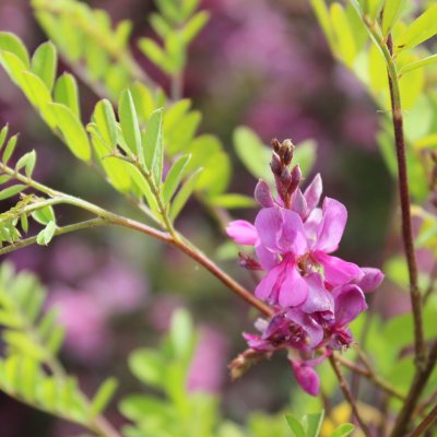 Indigofera heterantha, Rosenindigo